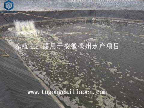养殖土工膜用于安徽水产项目